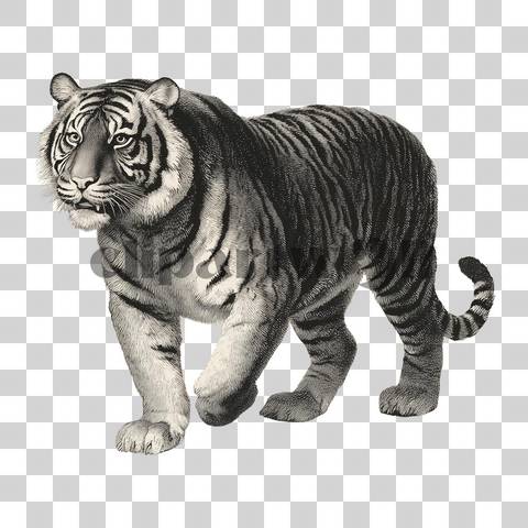 Vintage engraving-style tiger with detailed ink shading
